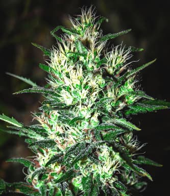 Jack Herer > Bulldog Seeds | Graines Féminisées  |  Indica