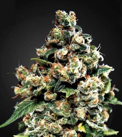 Jack Herer > Green House Seed Company