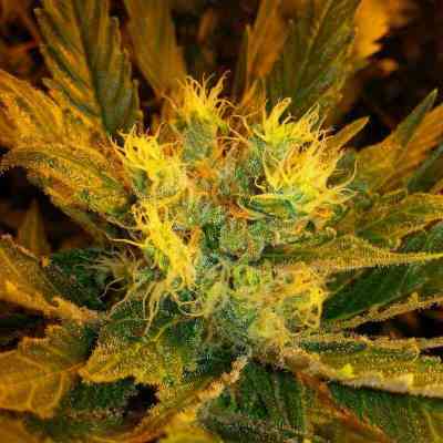 Jack Herer > Vision Seeds | Feminized Marijuana   |  Sativa