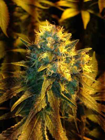 Jack Herer > Vision Seeds | Feminized Marijuana   |  Sativa