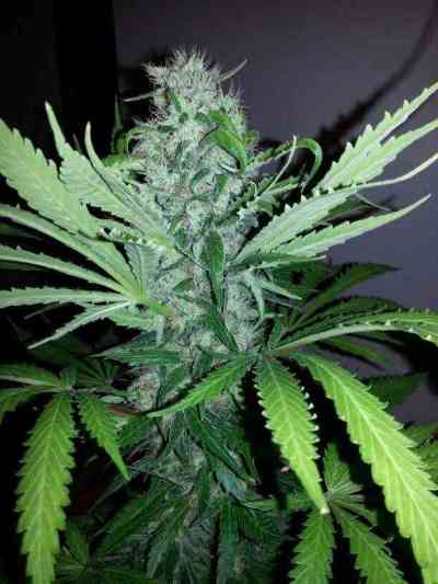 Jack Herer > Vision Seeds | Feminized Marijuana   |  Sativa