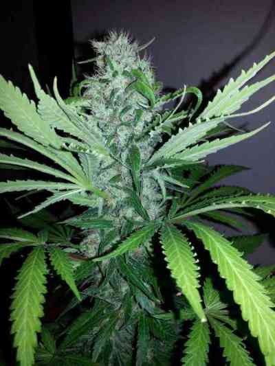 Jack Herer > Vision Seeds | Semillas feminizadas  |  Sativa