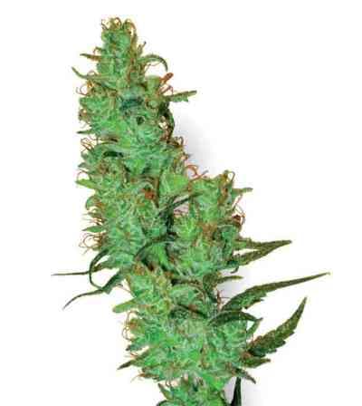 White Label Jack Herer > White Label Seeds