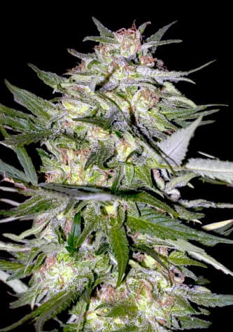 Jack Plant > Advanced Seeds | Feminized Marijuana   |  Sativa