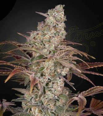 Jack’s Dream > Green House Seed Company | Feminized Marijuana   |  Indica