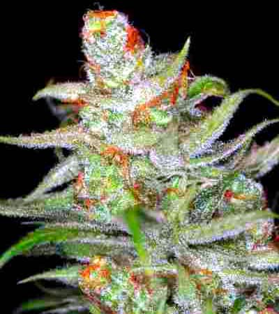 Jack Skellington > TGA Subcool Seeds | Semillas Regulares  |  Sativa