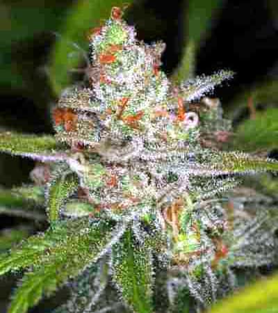 Jack Skellington > TGA Subcool Seeds | Regular Marijuana   |  Sativa