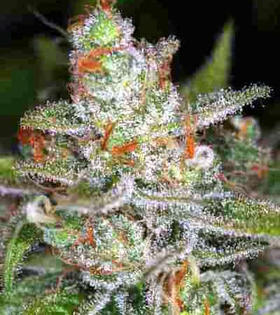 Jack Skellington > TGA Subcool Seeds | Graines Normal  |  Sativa