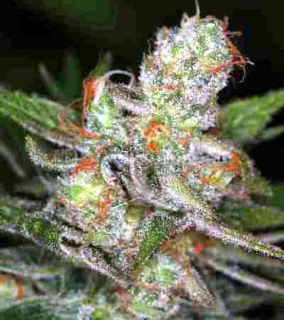 Jack Skellington > TGA Subcool Seeds | Regular Marijuana   |  Sativa