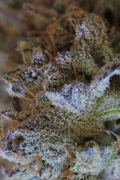 Jacked-Up > TGA Subcool Seeds | Semillas Regulares  |  Híbrido