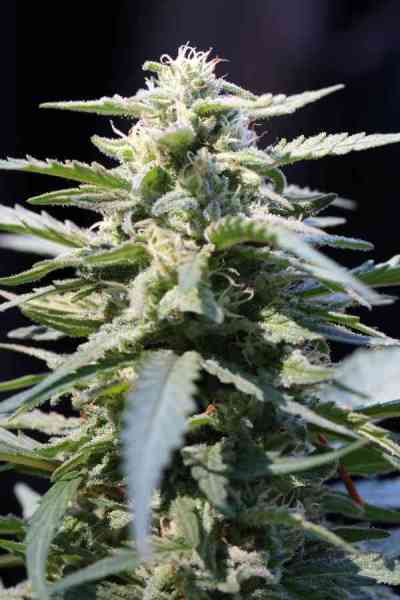 Jacked-Up > TGA Subcool Seeds | Regular Marijuana   |  Hybrid