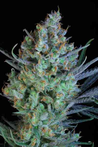 Jacked-Up > TGA Subcool Seeds | Regular Marijuana   |  Hybrid