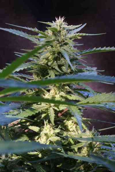 Jacked-Up > TGA Subcool Seeds | Graines Normal  |  Hybride