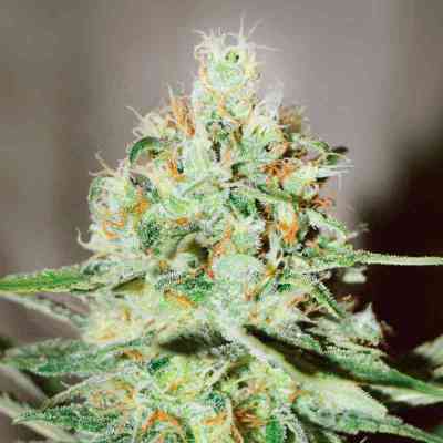 Jagg Kush > Delicious Seeds | Feminized Marijuana   |  hybrid