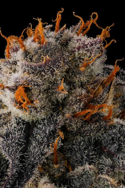 JAHrassic Seed > Compound Genetics Seeds | Feminized Cannabis   |  Hybrid