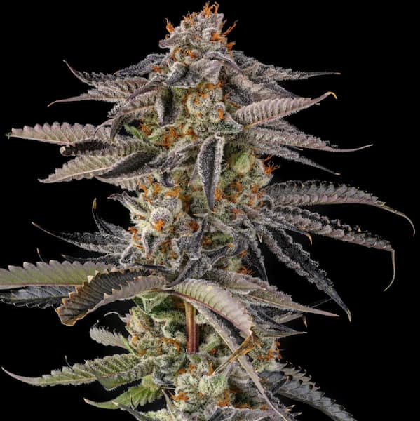 JAHrassic Seed > Compound Genetics Seeds | Feminized Cannabis   |  Hybrid