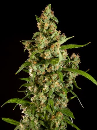 Jamaican Blueberry Bx > Philosopher Seeds | Graines Normal  |  Sativa