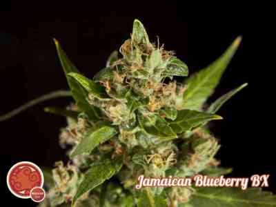 Jamaican Blueberry Bx > Philosopher Seeds | Reguläre Hanfsamen  |  Sativa