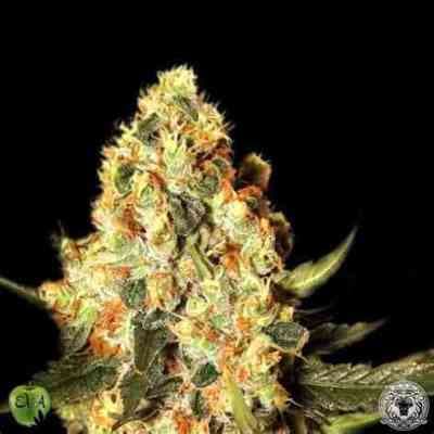 Jamaican Dream > Eva Female Seeds | Cannabis seeds recommendations  |  TOP 10 sativa strains