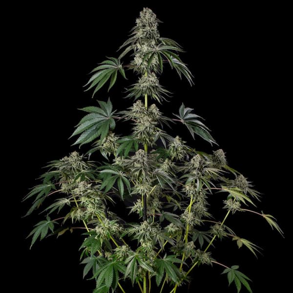 Jamaican Mountain Seed > Silent Seeds | Feminized Cannabis   |  Hybrid