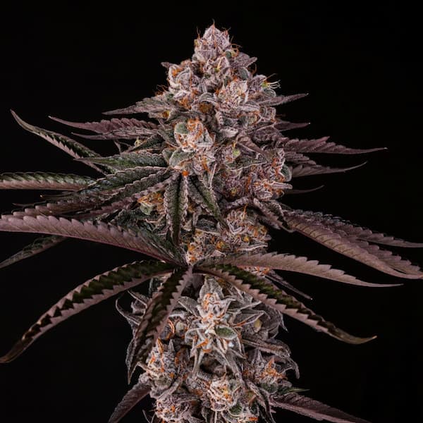 Jamaican Sunset Seed > Silent Seeds | Feminized Cannabis   |  Hybrid