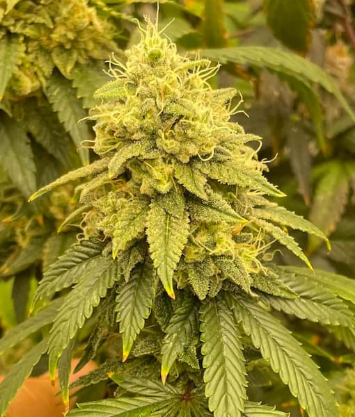 Japanese Tea Seed > Bask Triangle Farms | Regular Cannabis   |  Hybrid