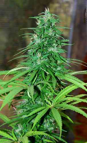 Jarilla Sinaloa > Cannabiogen | Graines Normal  |  Sativa