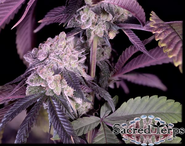 Jealousy Seed > Sacred Terps | Feminized Cannabis   |  Sativa