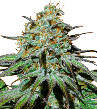 Jealousy > Original Sensible Seeds | Feminized Marijuana   |  Indica