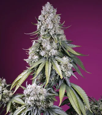 Purplematic CBD strain > Royal Queen Seeds ▷ CBD 17% !!!