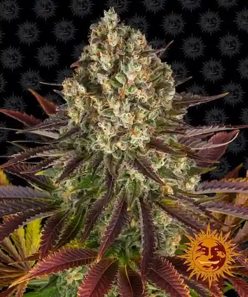 Jelly Cake Samen > Barney\'s Farm | Feminisierte Hanfsamen  |  Indica