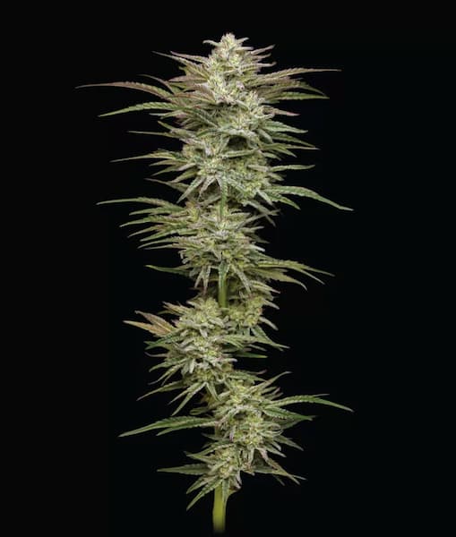 Jelly Donut Auto > Humboldt Seed Company | Autoflowering Hanfsamen  |  Sativa