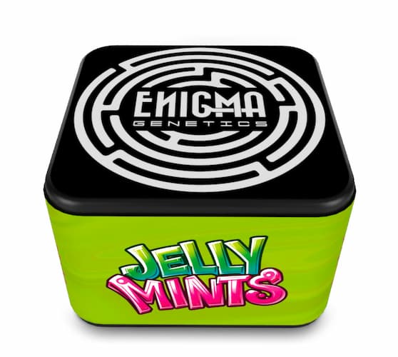 Jelly Mints semilla > Enigma Genetics | Semillas feminizadas  |  Índica