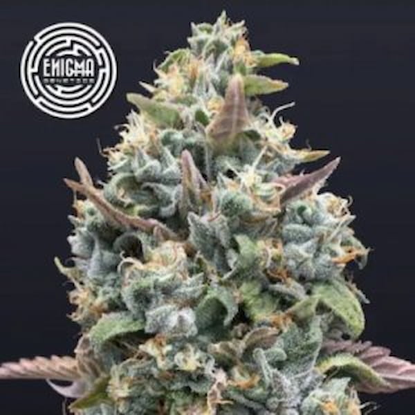 Jelly Mints semilla > Enigma Genetics | Semillas feminizadas  |  Índica