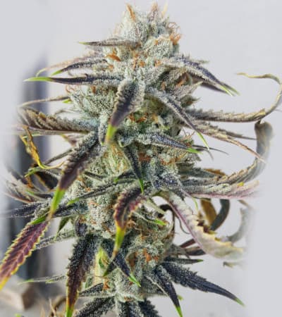 Jenny Kush > Rare Dankness Seeds | Semillas Regulares  |  Sativa