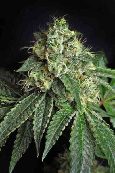 Jesus OG > TGA Subcool Seeds | Regular Marijuana   |  Indica