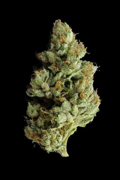 Jesus OG > TGA Subcool Seeds | Graines Normal  |  Indica