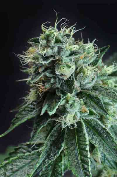 Jesus OG > TGA Subcool Seeds | Regular Cannabis   |  Indica