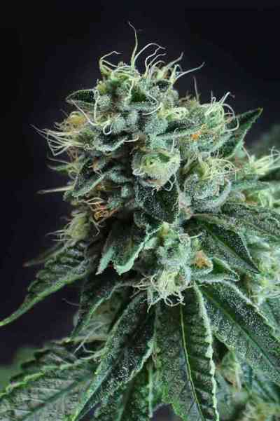 Jesus OG > TGA Subcool Seeds | Regular Marijuana   |  Indica