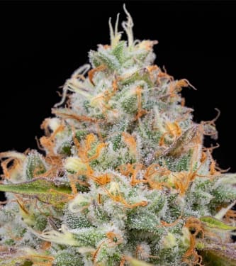 Jetlag > The Plug Seedbank | Feminized Marijuana   |  Indica