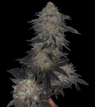 Jetlag > The Plug Seedbank | Feminisierte Hanfsamen  |  Indica