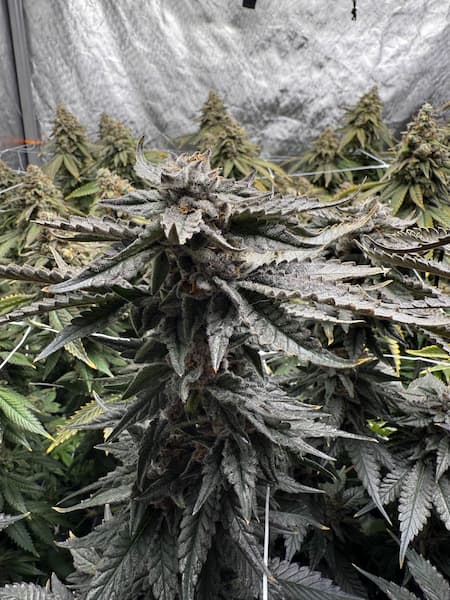 Johnny 4 Scoops Seed > Elev8 Seeds | Feminized Cannabis   |  Hybrid