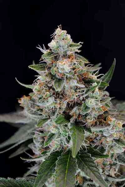 Jillybean > TGA Subcool Seeds | Regular Marijuana   |  Hybrid