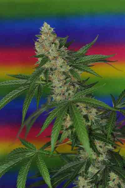 Jillybean > TGA Subcool Seeds | Regular Marijuana   |  Hybrid