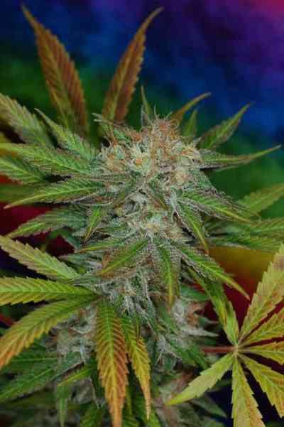 Jillybean > TGA Subcool Seeds | Regular Marijuana   |  Hybrid