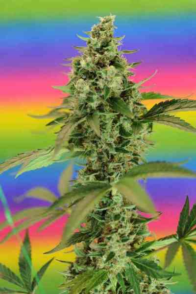 Jillybean > TGA Subcool Seeds | Regular Marijuana   |  Hybrid