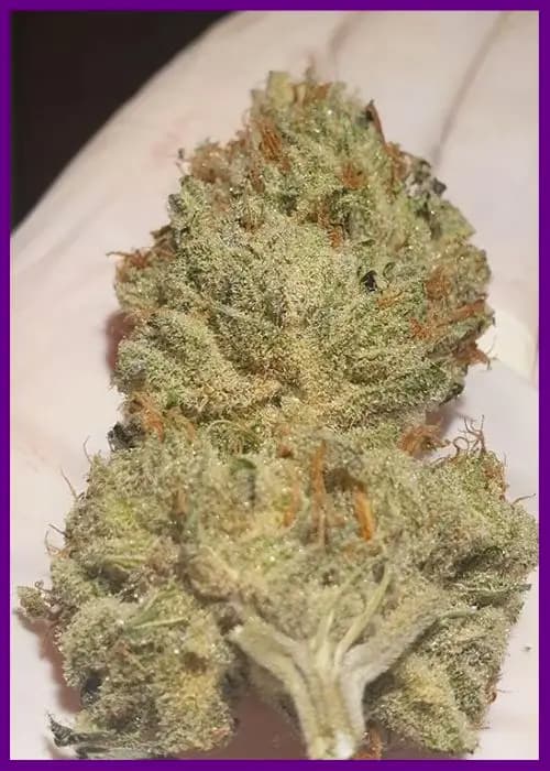 Juicy Drop’Z semilla > Zmoothiez | Semillas feminizadas  |  Índica