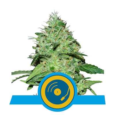 JOANNE\'S CBD > Royal Queen Seeds | Medical cannabis seeds (CBD)  |  Hybrid
