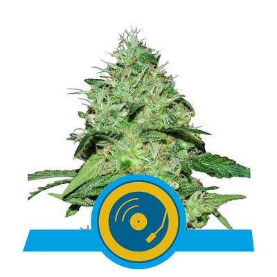 JOANNE\'S CBD > Royal Queen Seeds | CBD cannabis seeds  |  Hybrid