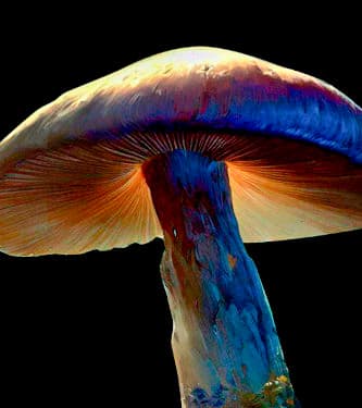 John Allen > Magic Mushrooms | Magic Mushrooms / Psilocybin mushroom